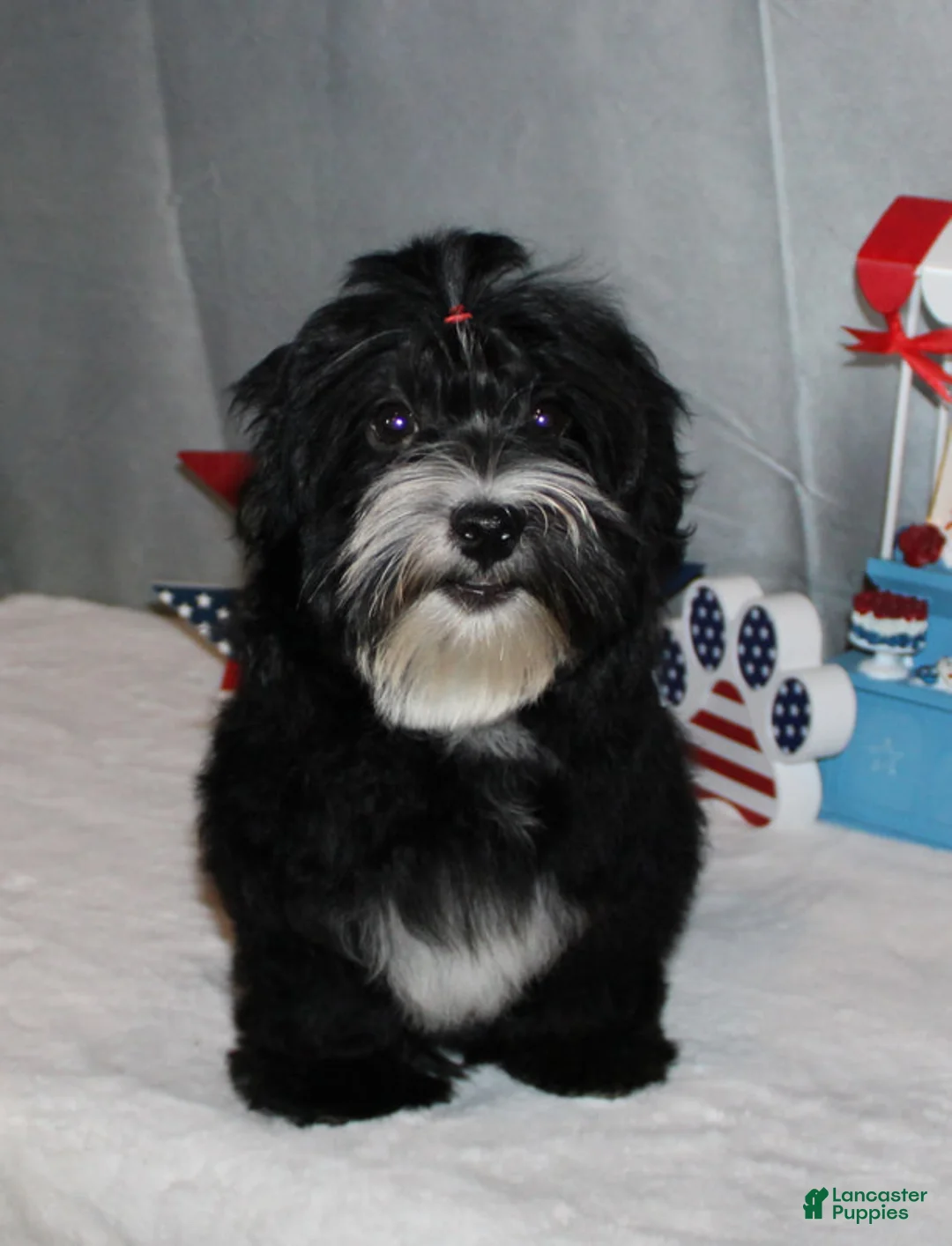 Havanese dogs for sale: Ryker - Ad 1
