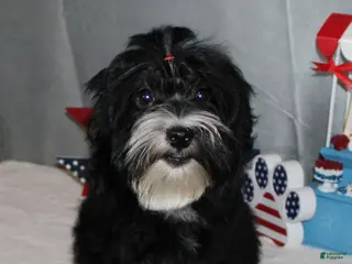 Havanese dogs Ryker - Ad 3