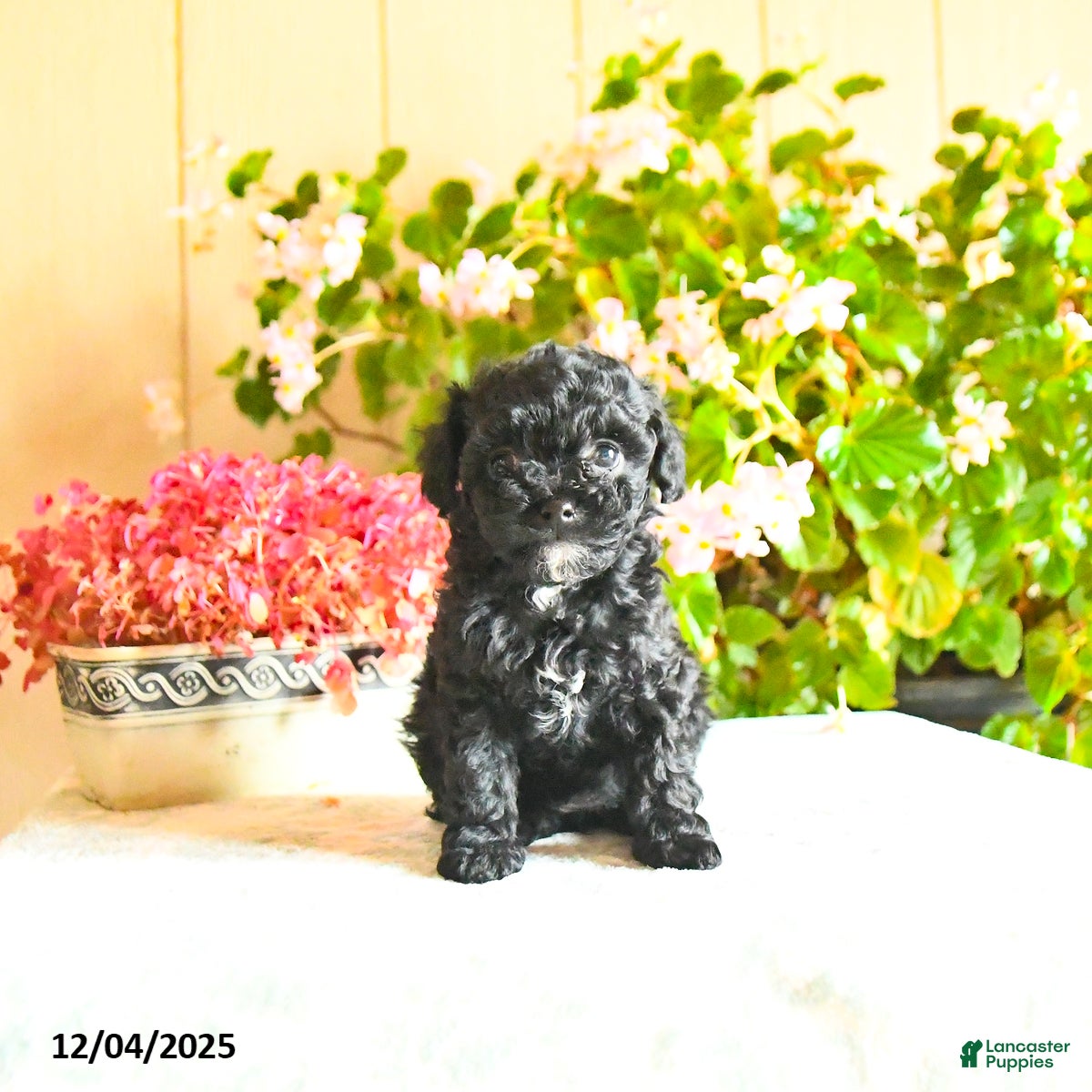 Toy Poodle dogs Sparkle - Ad 6