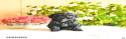 Toy Poodle dogs for sale: Sparkle - Ad 1