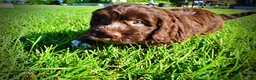 Havapoo dogs for sale: Coco - Ad 16