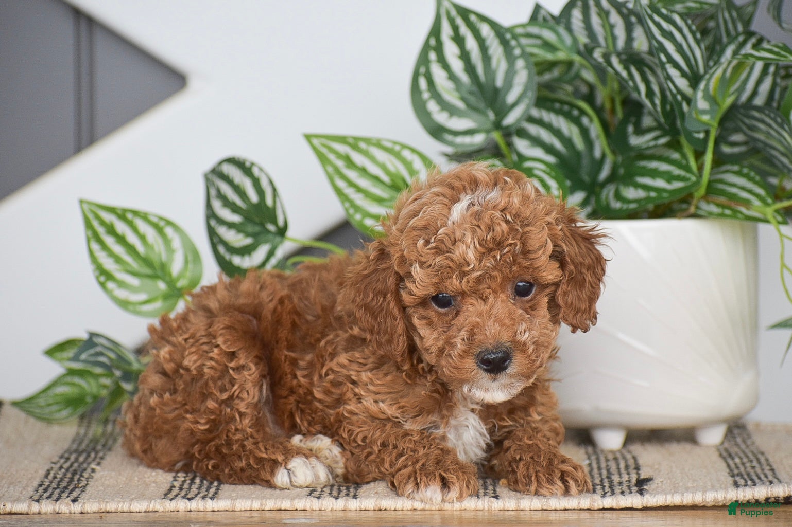 Miniature Poodle dogs Owen - Ad 2