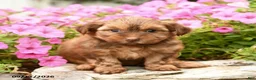 Yorkshire Terrier dogs for sale: Dreamcicle - Ad 4