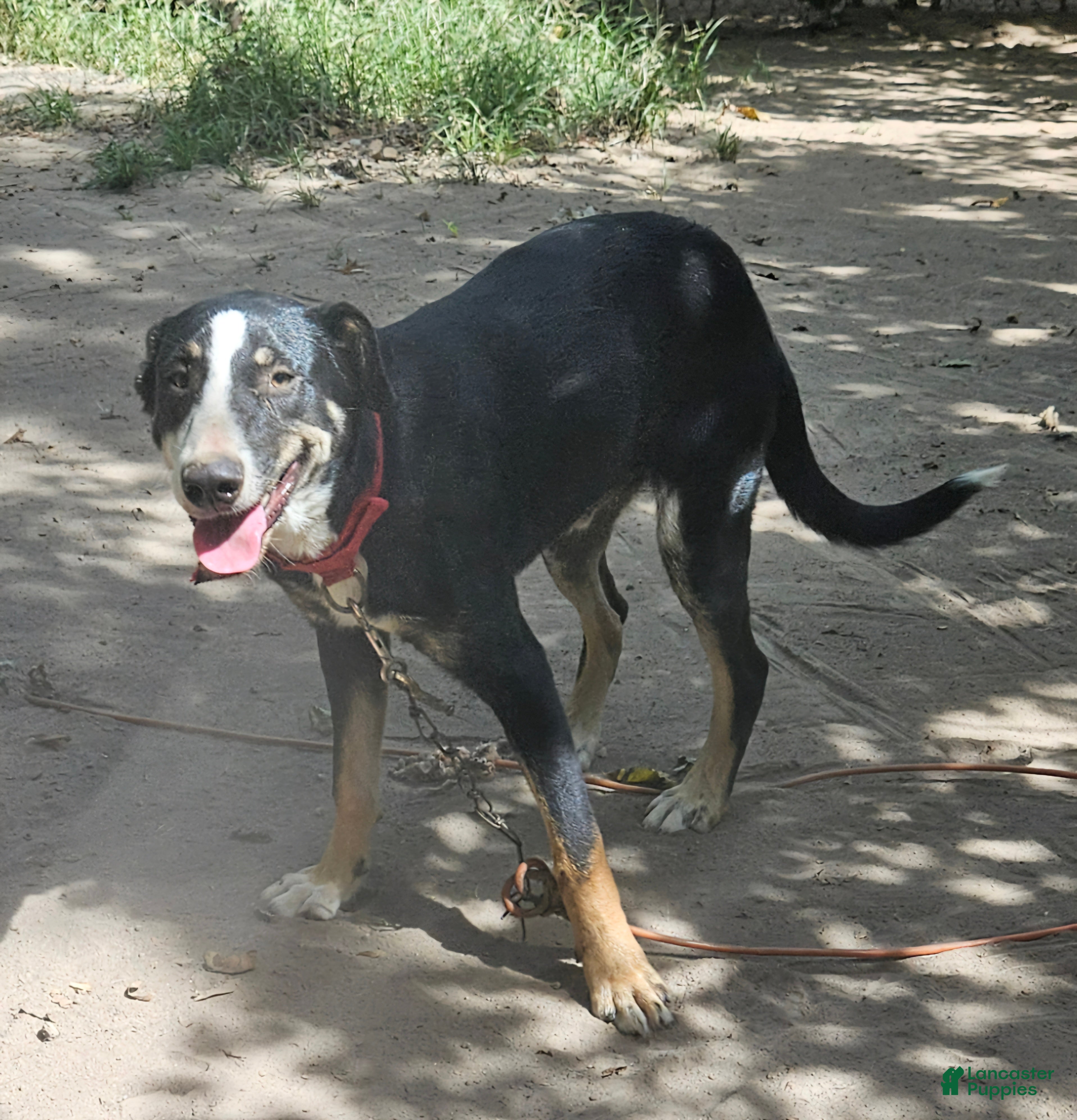 Border Collie dogs Pete (Call-Text) - Ad 2
