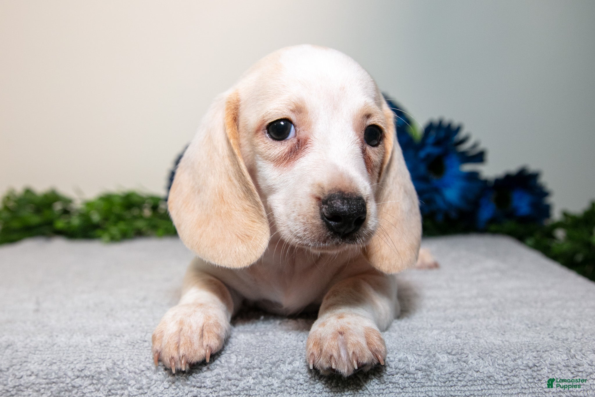 Miniature Dachshund dogs Sunny - Ad 1