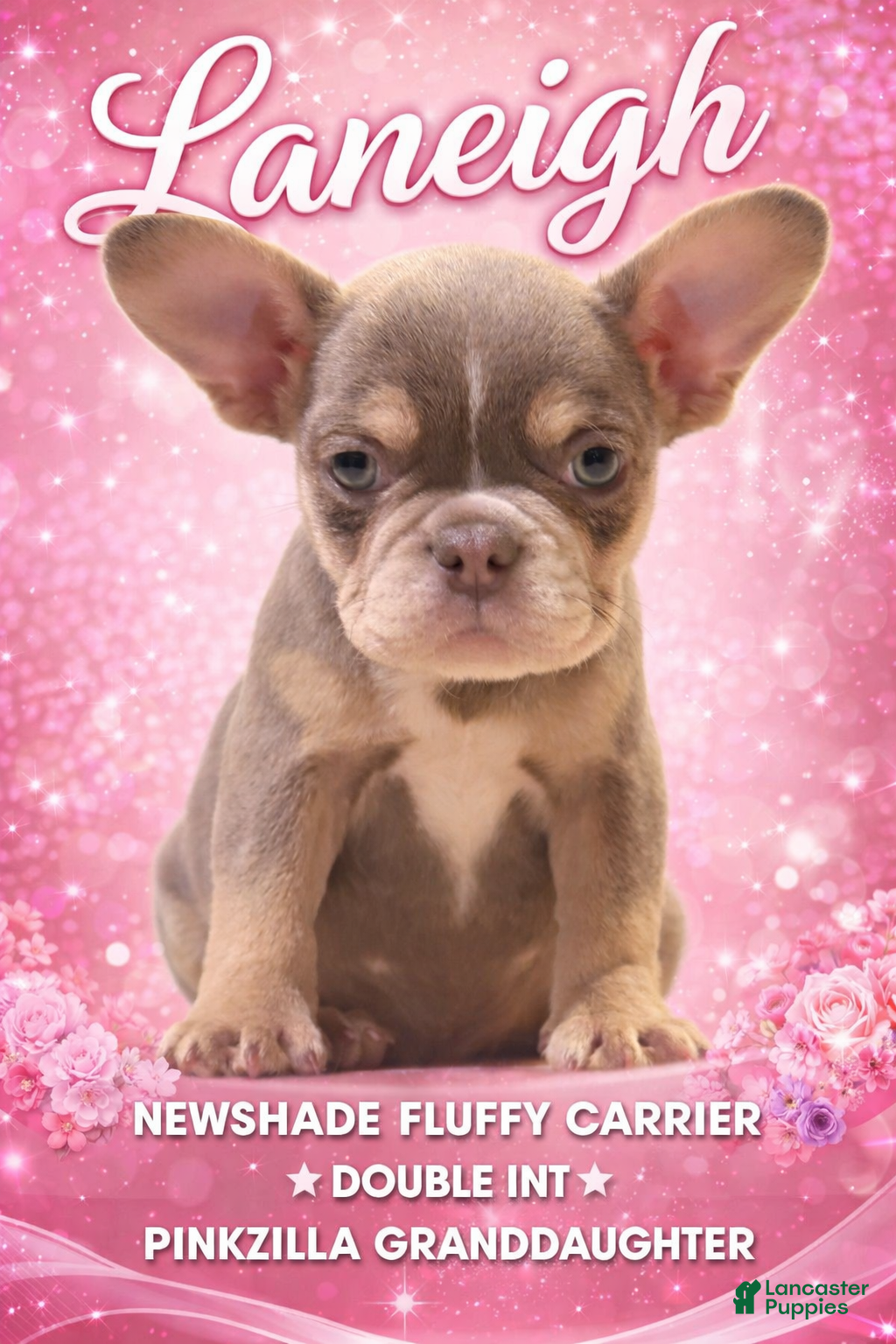 French Bulldog dogs laneigh - Ad 2