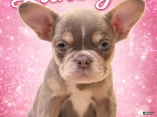 French Bulldog dogs laneigh - Ad 2