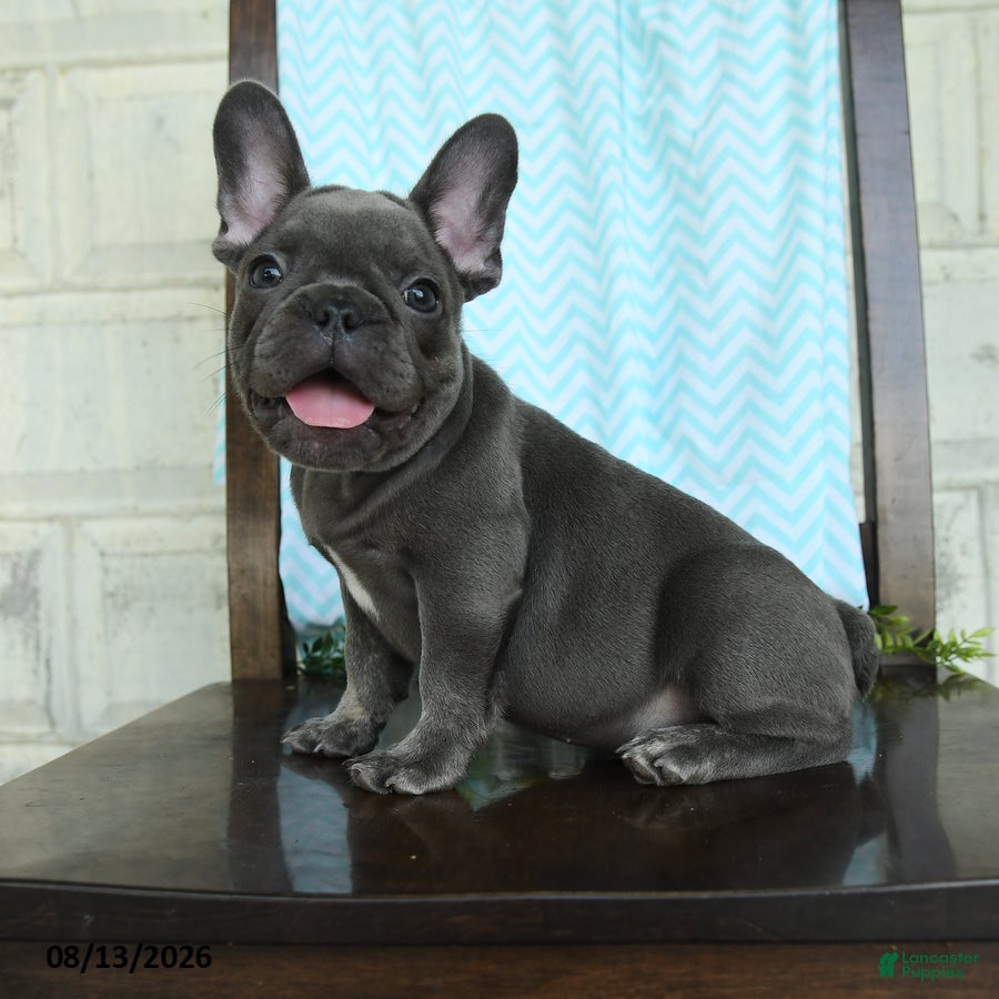 French Bulldog dogs Lessly - Ad 2