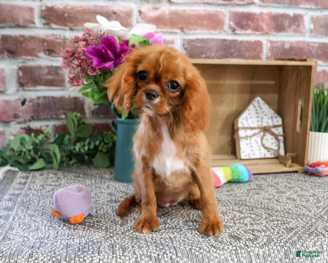 Cavalier King Charles Spaniel dogs for sale: Daphne - Ad 1