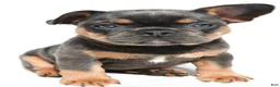 French Bulldog dogs for sale: Zora  - Ad 4