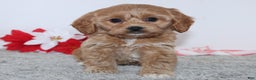 Cockapoo dogs for sale: Ginger - Ad 3
