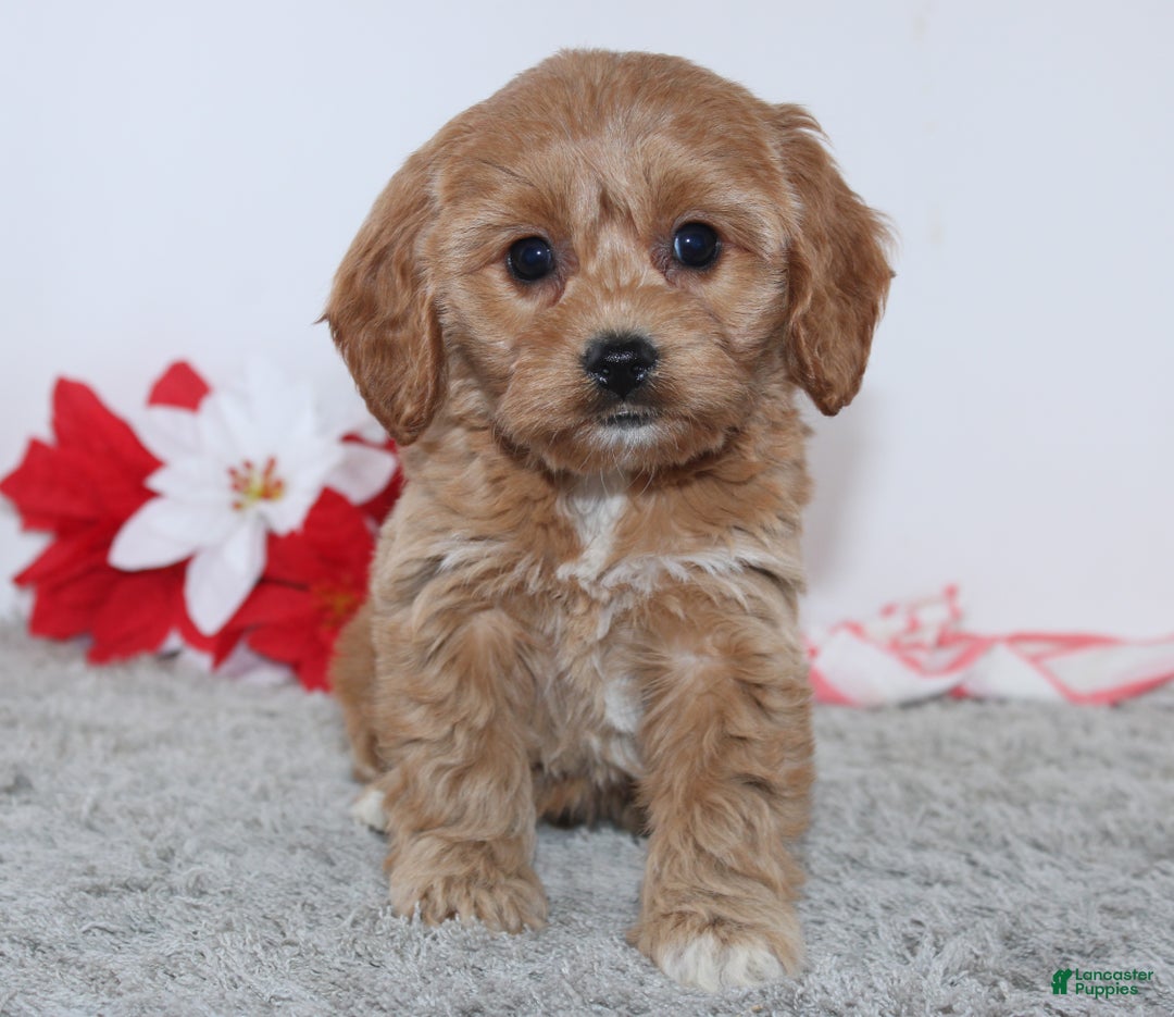 Cockapoo dogs for sale: Ginger - Ad 3