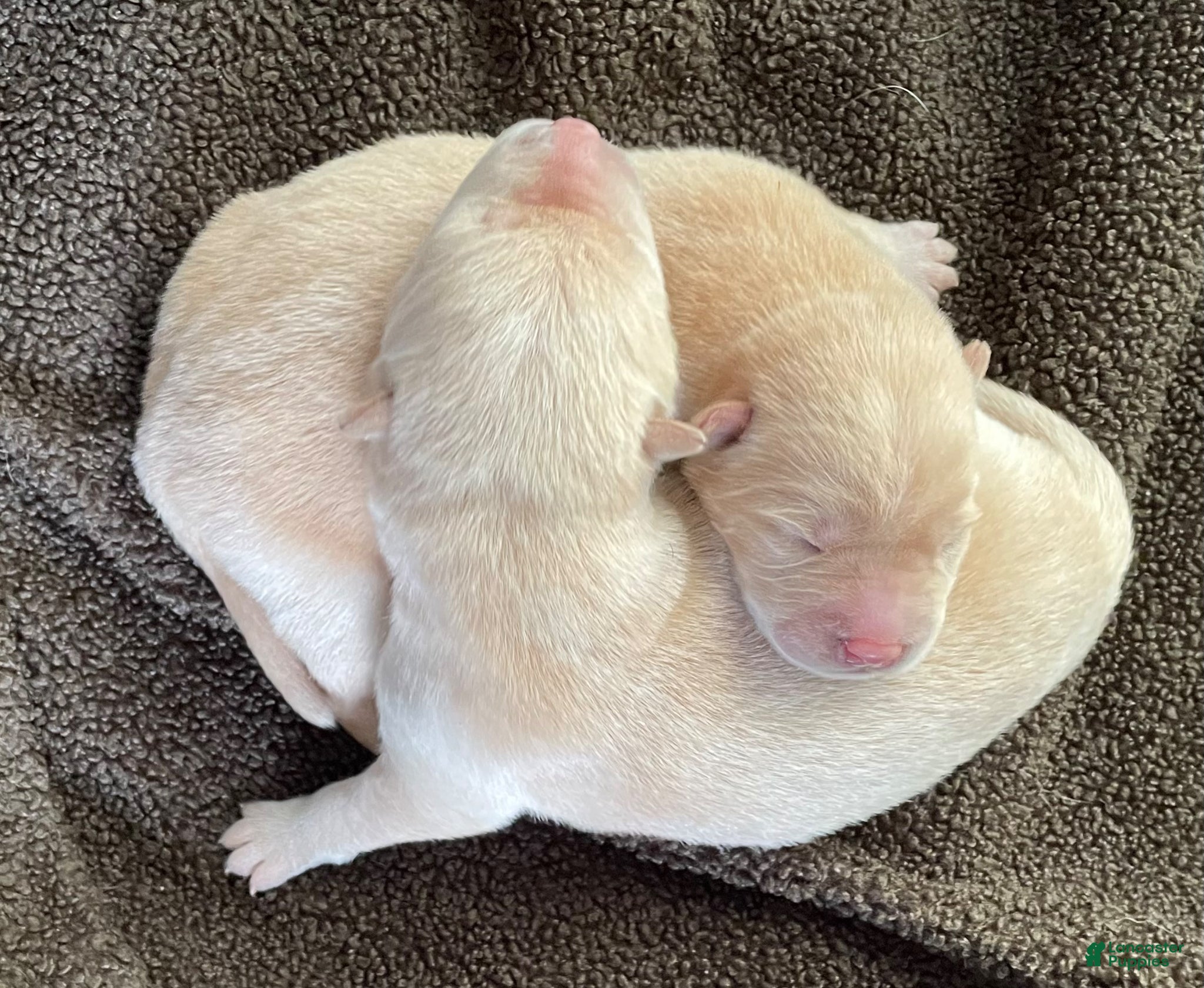 Mixed Breed dogs Chowsky puppy  - Ad 5