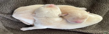 Chowsky puppy 