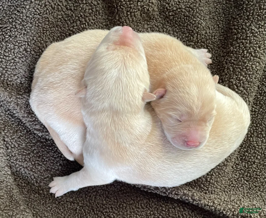Mixed Breed dogs for sale: Chowsky puppy  - Ad 1