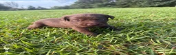 Labrador Retriever dogs for sale: Marnie - Ad 2