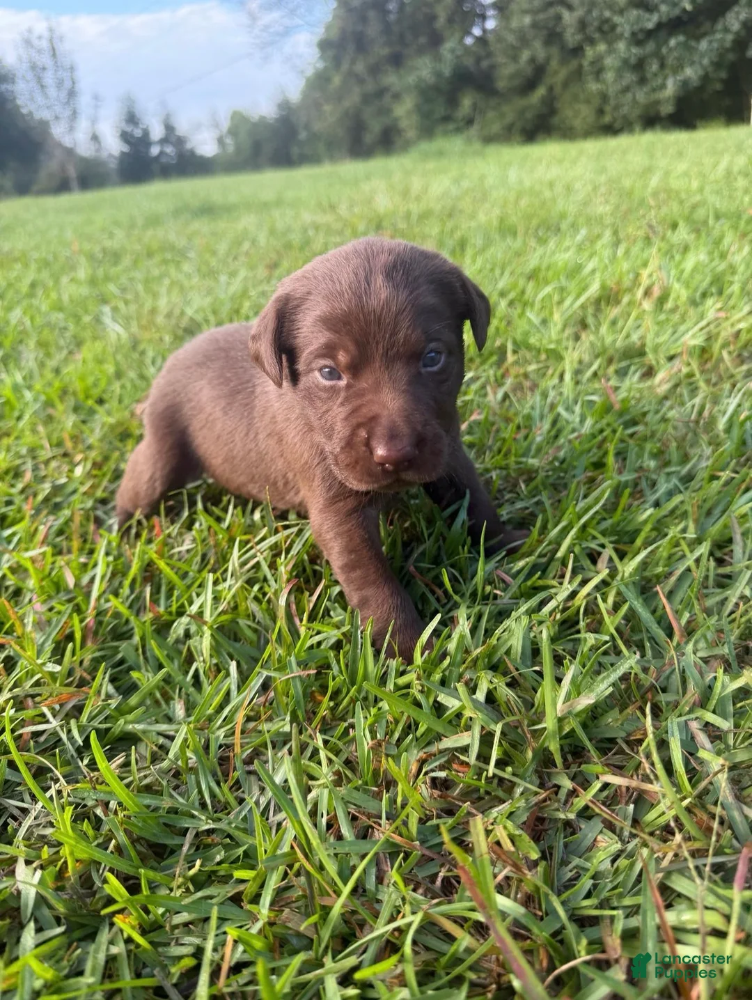 Labrador Retriever dogs for sale: Marnie - Ad 2