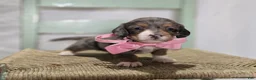 Miniature Dachshund dogs for sale: Bertha - Ad 3