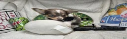 Chihuahua dogs for sale: Ali Babba (long-hair) - Ad 3
