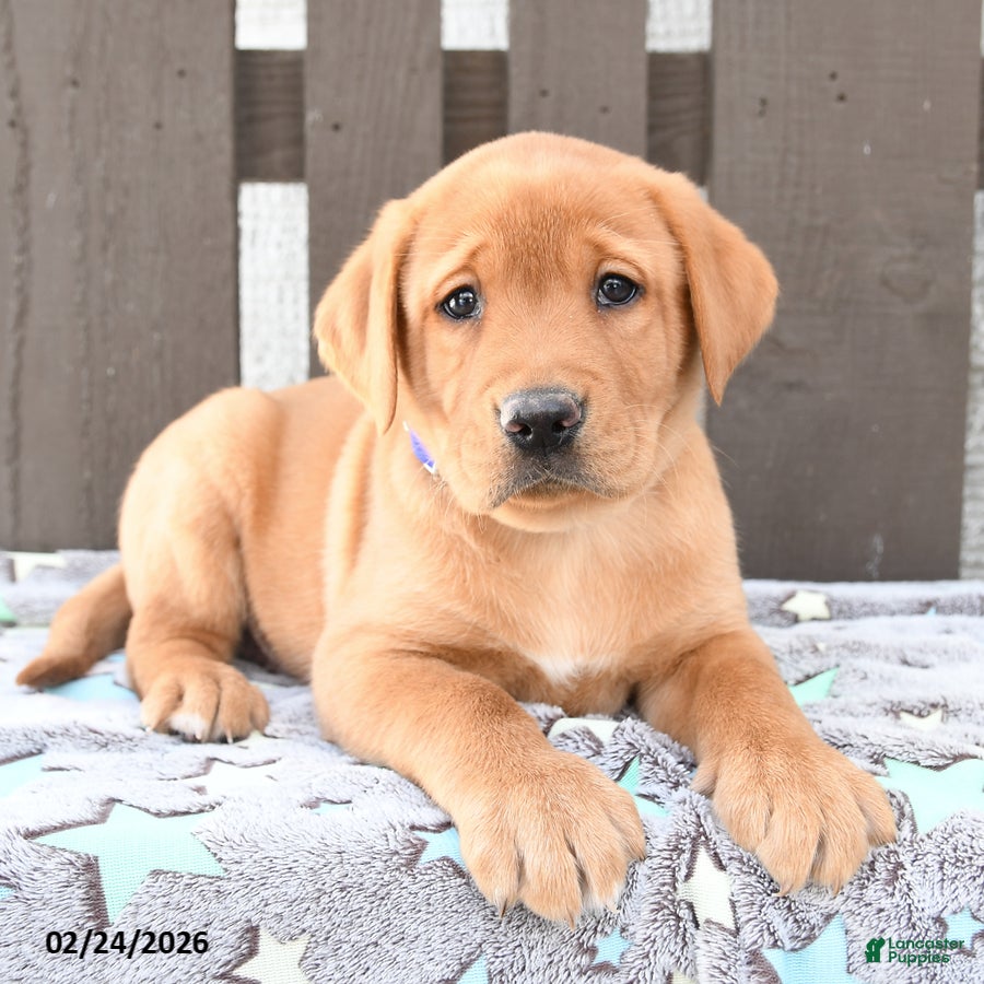 Labrador Retriever dogs Sailor - Ad 1