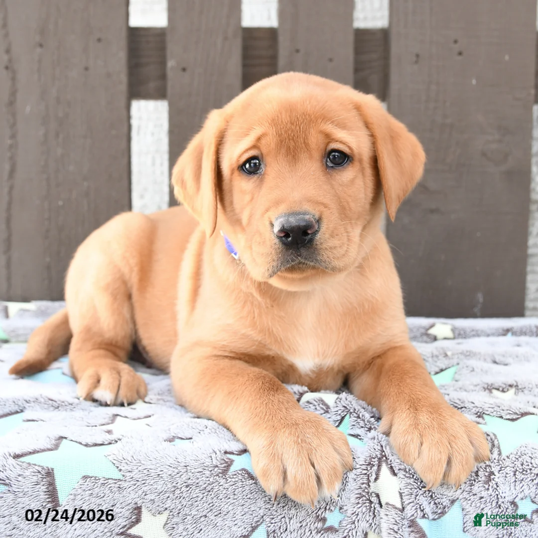 Labrador Retriever dogs for sale: Sailor - Ad 1