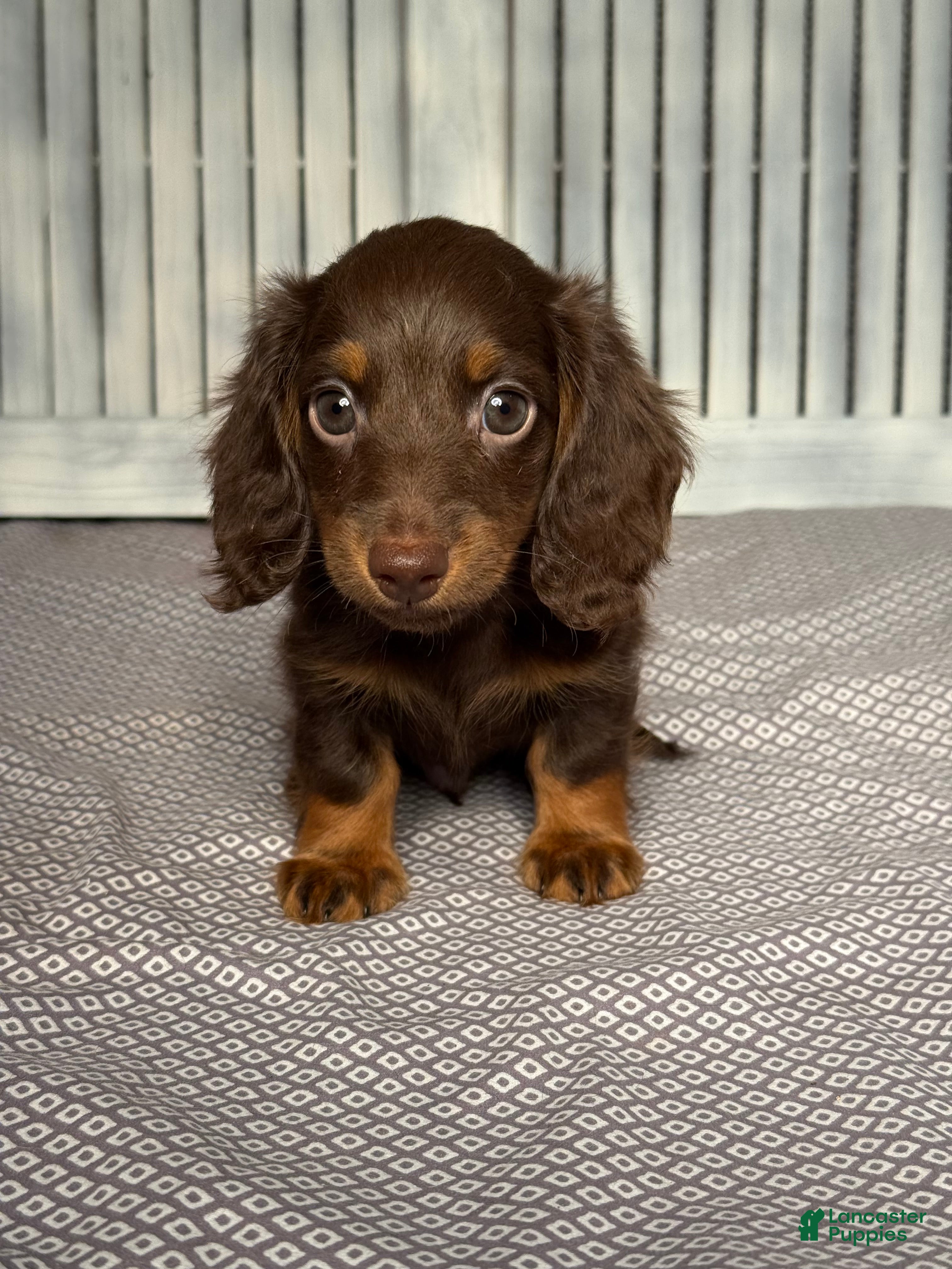 Miniature Dachshund dogs Brandon - Ad 1
