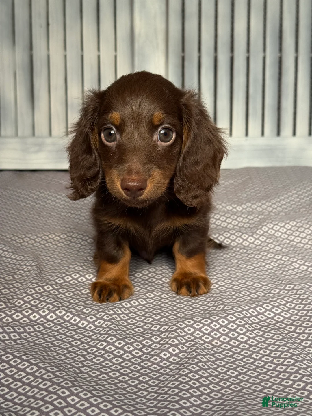 Miniature Dachshund dogs for sale: Brandon - Ad 1