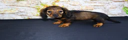 Miniature Dachshund dogs for sale: Wendy - Ad 15