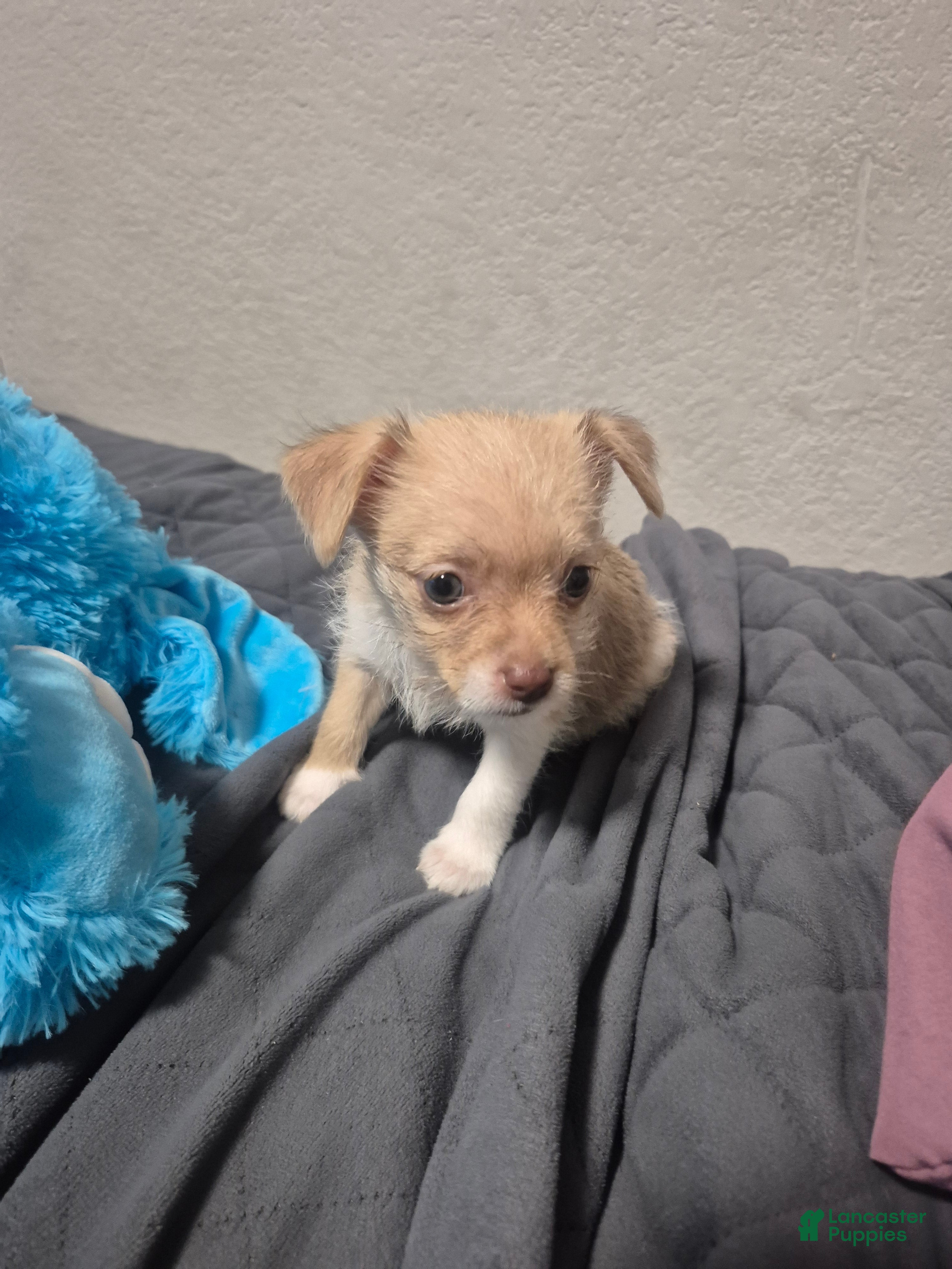 Mixed Breed dogs Roxanne - Ad 2