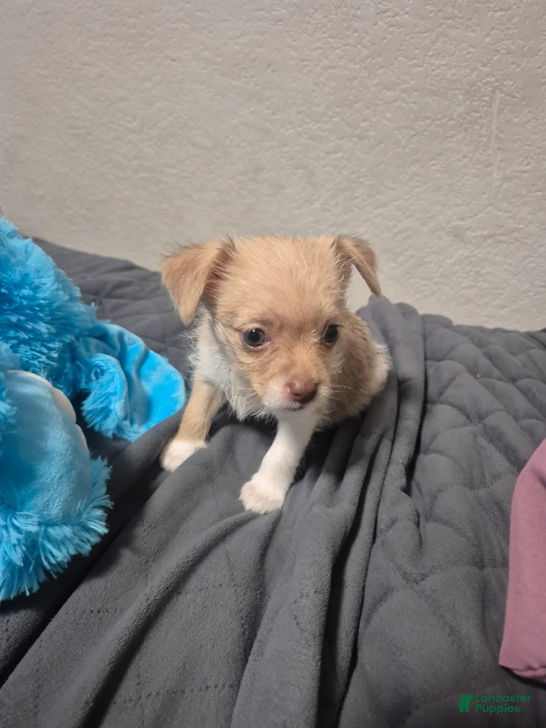 Mixed Breed dogs for sale: Roxanne - Ad 2