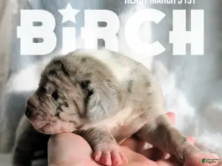 Great Dane dogs for sale: Birch - Ad 1