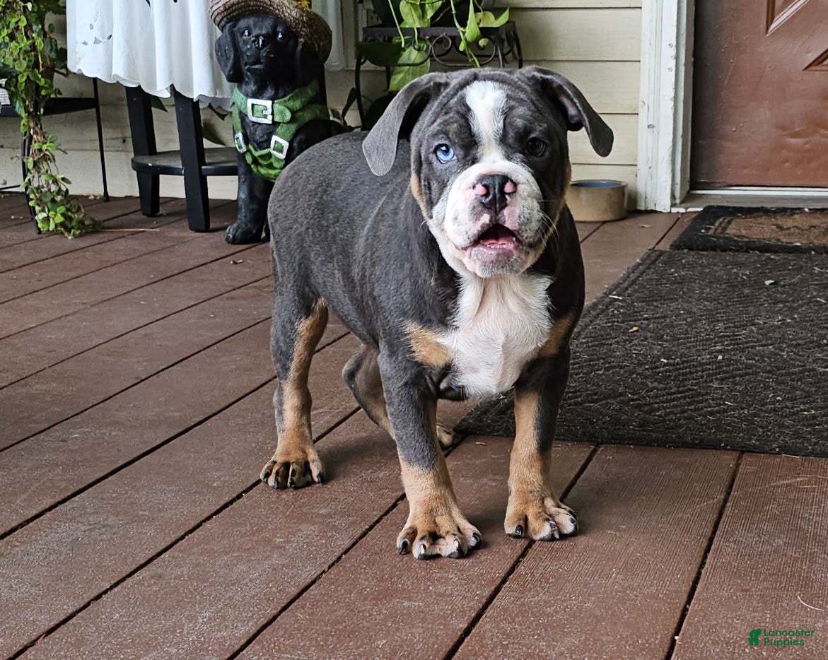 Mixed Breed dogs Big Bubba Blue - Ad 20