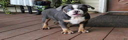 Mixed Breed dogs for sale: Big Bubba Blue - Ad 1
