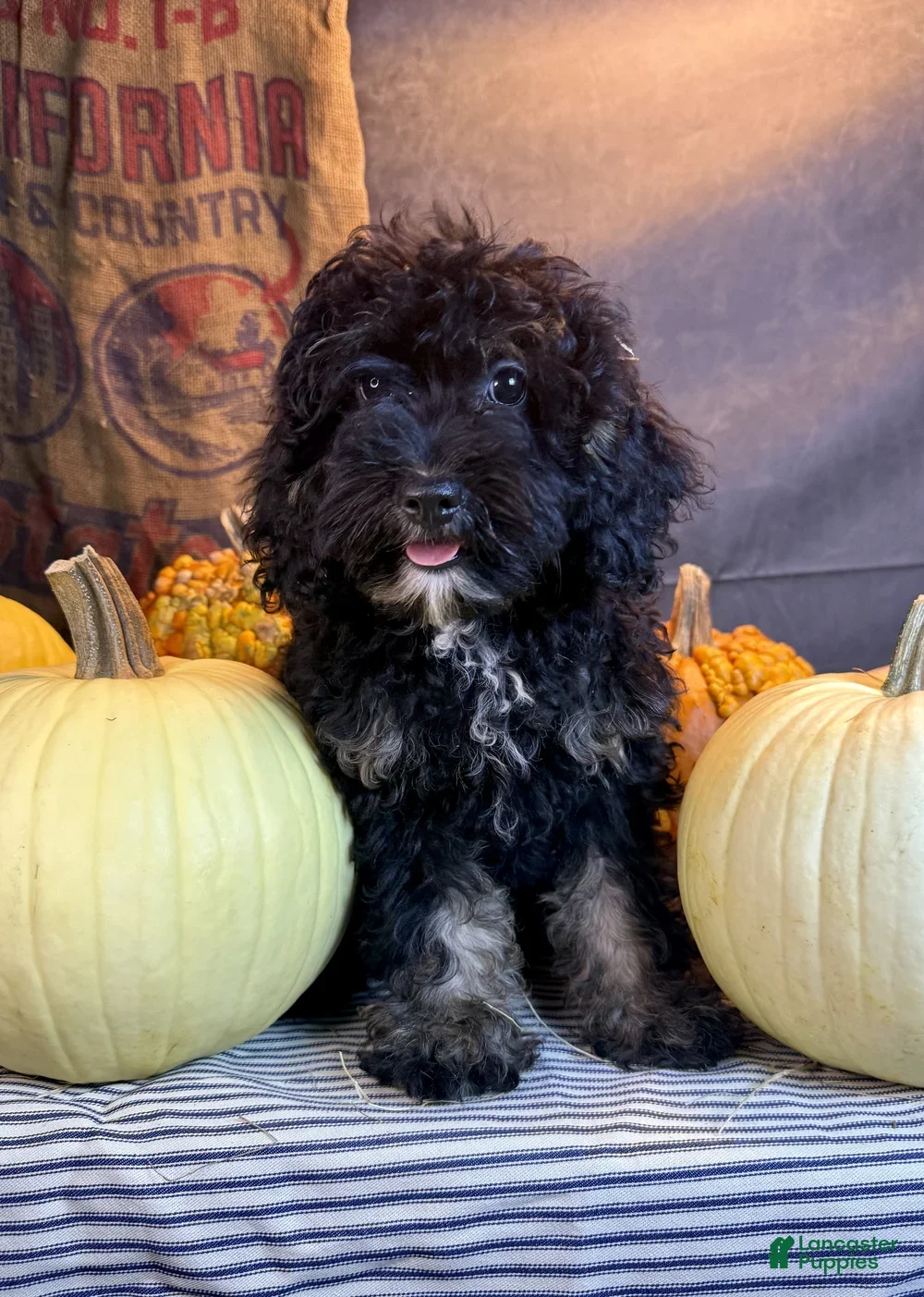 Cavapoo dogs for sale: Jasmine - Ad 2