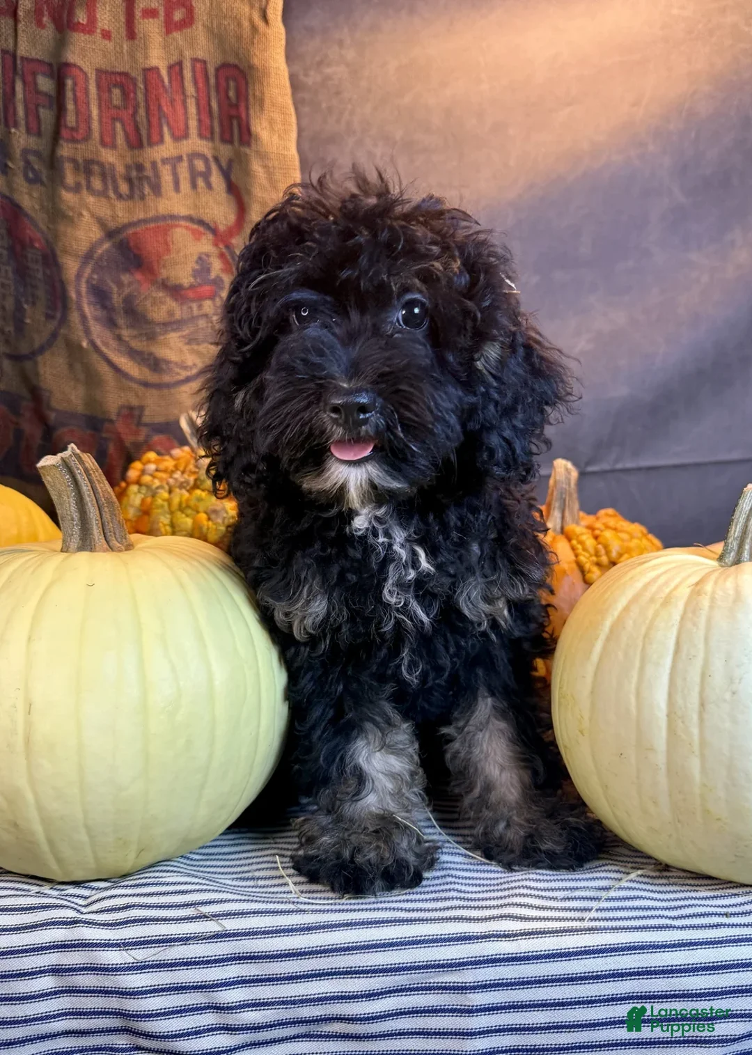 Cavapoo dogs for sale: Jasmine - Ad 2
