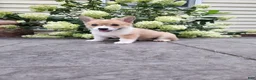 Welsh Corgi Pembroke dogs for sale: Welsh Corgi Pembroke 1 - Ad 4