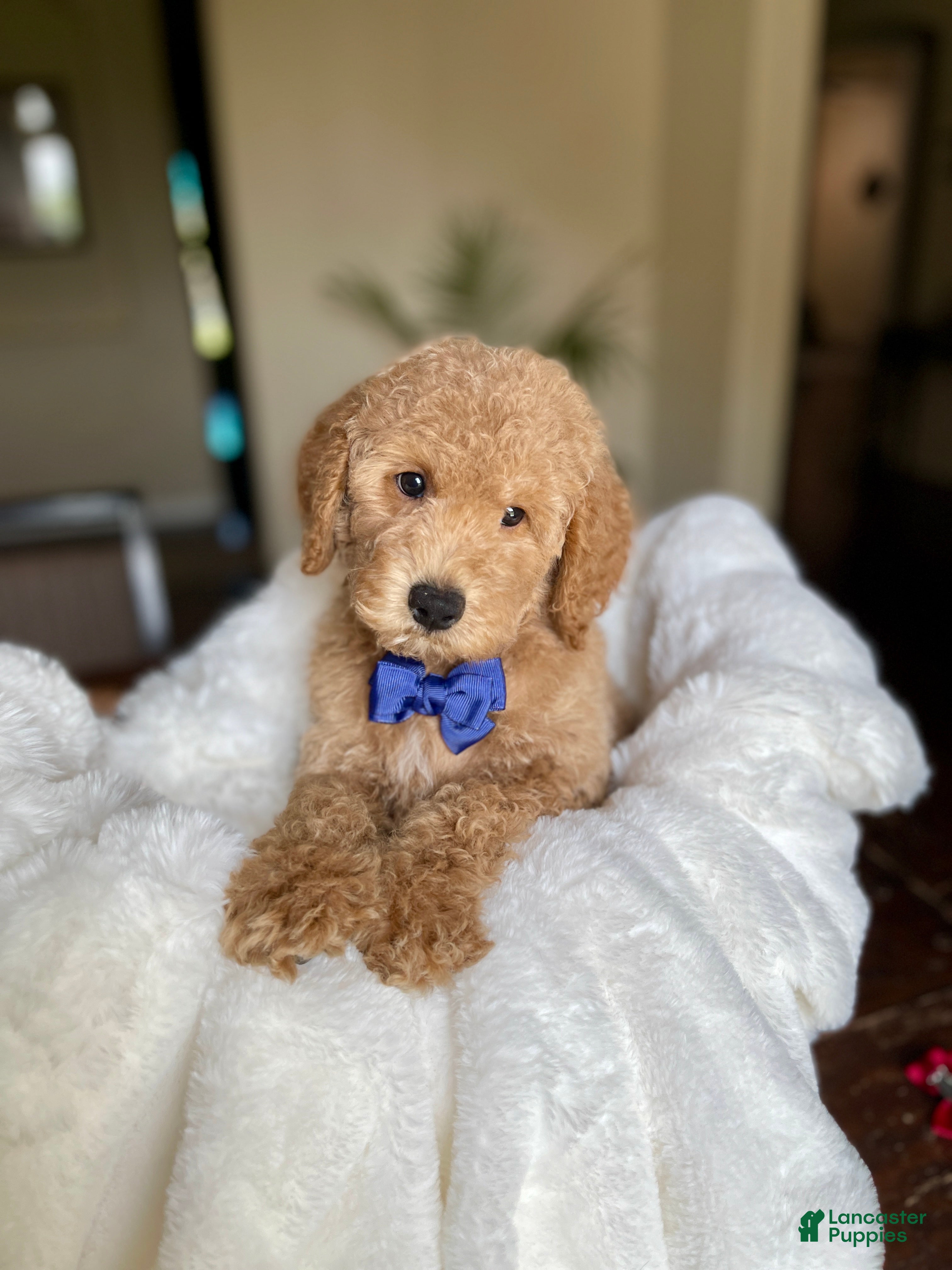 Australian Labradoodle dogs Connor - Ad 1