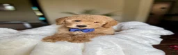 Australian Labradoodle dogs for sale: Connor - Ad 1