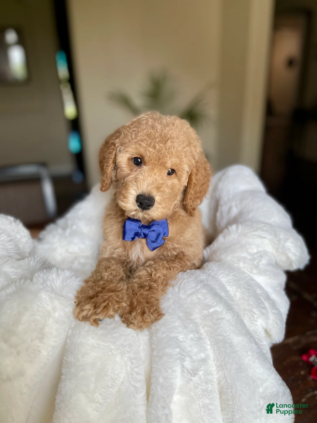 Australian Labradoodle dogs for sale: Connor - Ad 1