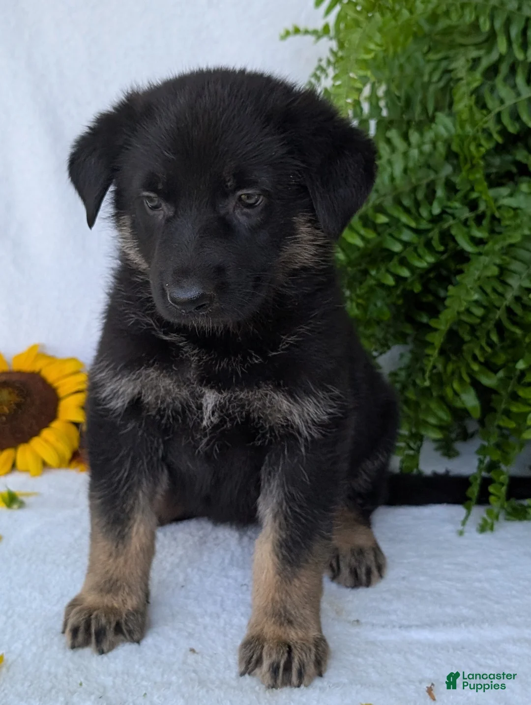 German Shepherd dogs for sale: Beauty  - Ad 2