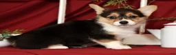 Welsh Corgi Pembroke dogs for sale: Trisha - Ad 3