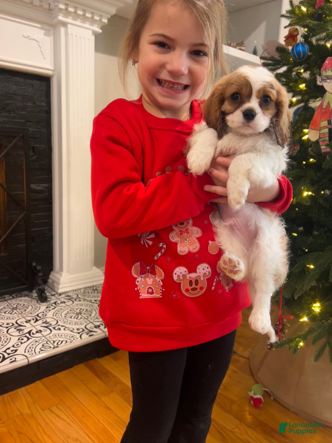 Cavalier King Charles Spaniel dogs for sale: Blenhiem boy  - Ad 1