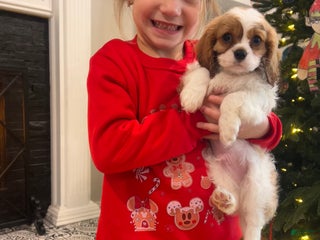 Cavalier King Charles Spaniel dogs Blenhiem boy - Ad 8