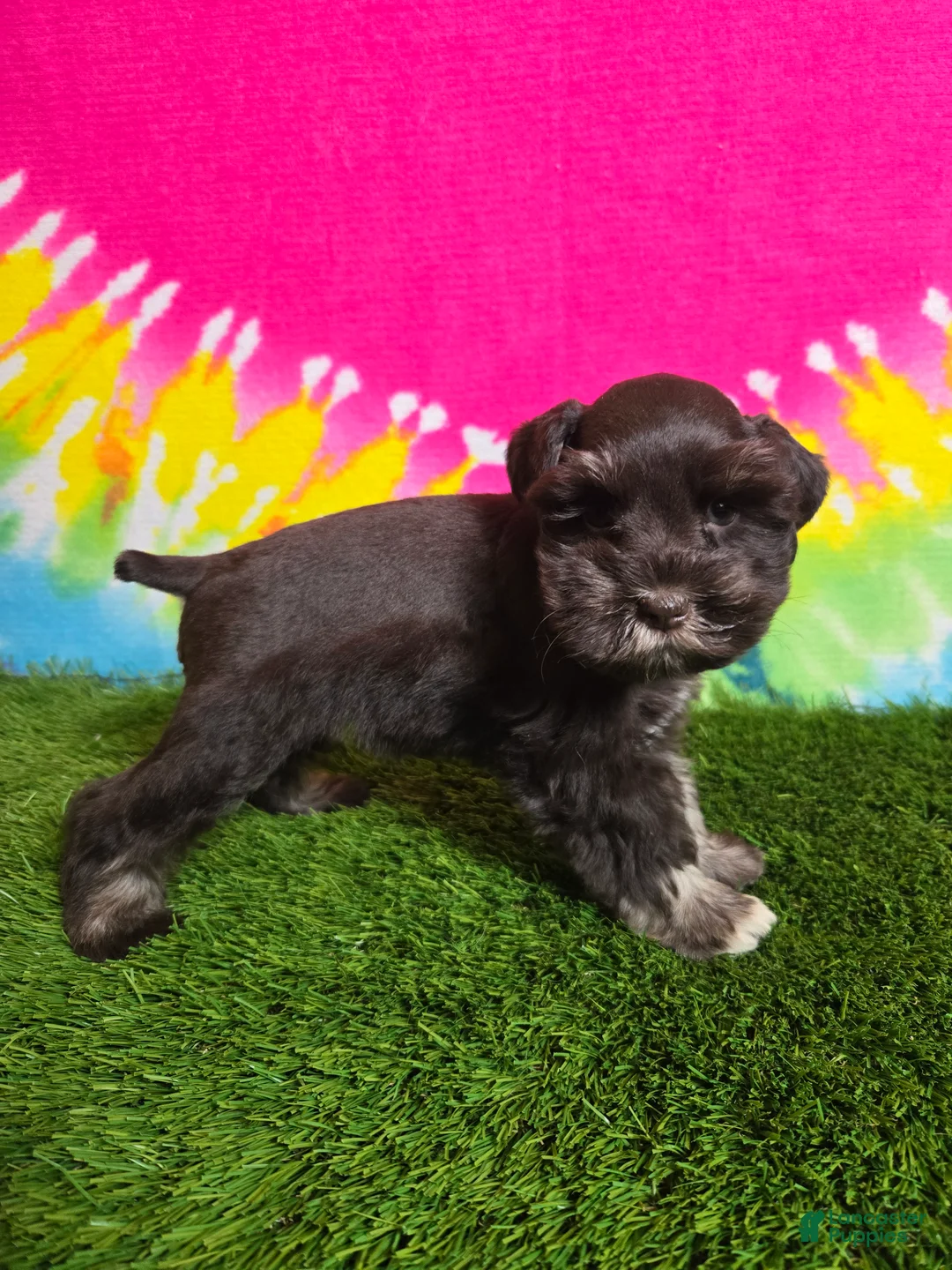 Miniature Schnauzer dogs for sale: Dory - Ad 4