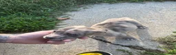 American Bully dogs for sale: Winter - Ad 17