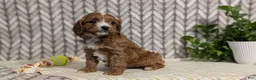 Cavapoo dogs for sale: Arlo - Ad 7