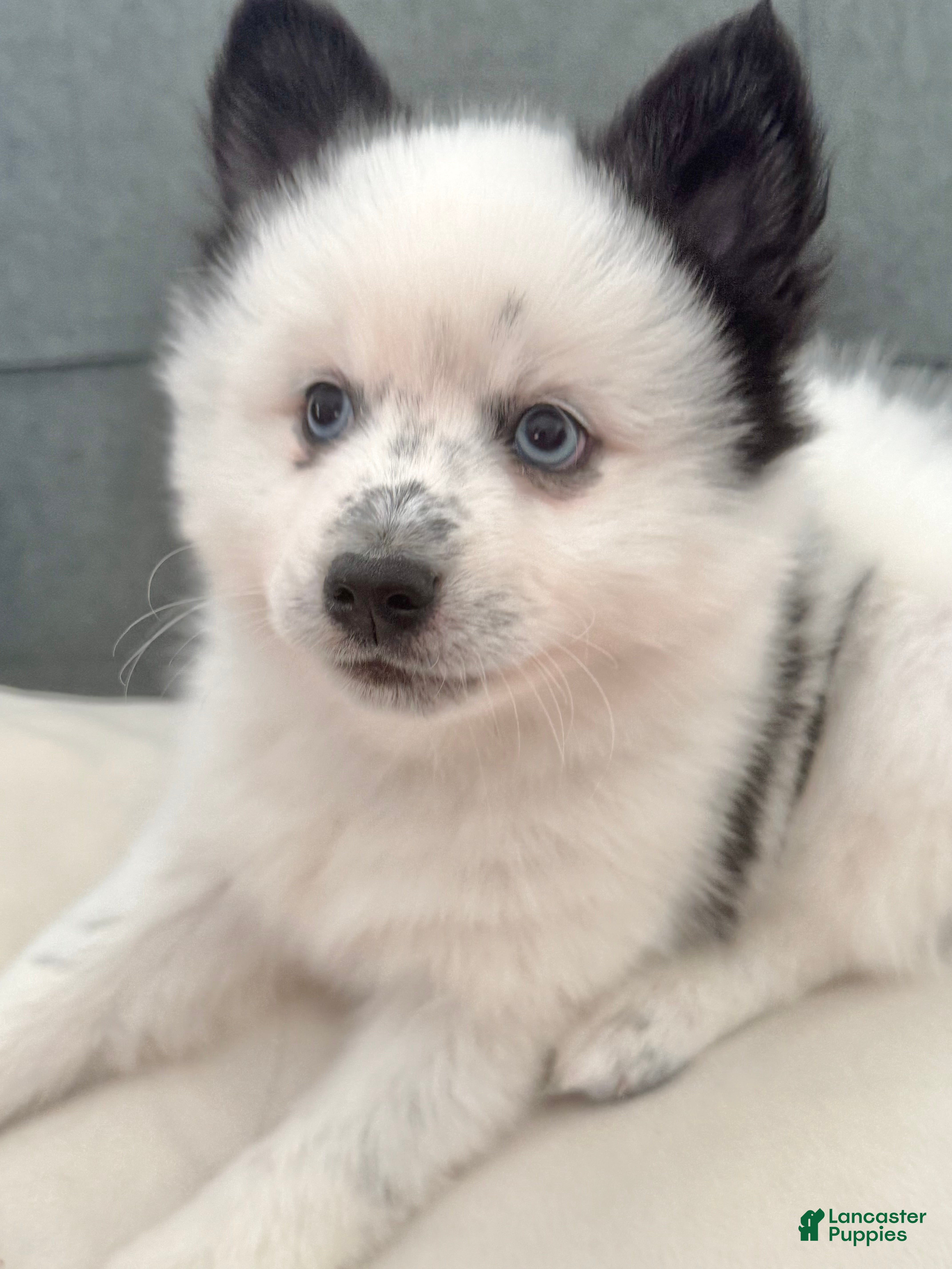 Pomsky dogs White Male with black spots - Ad 24