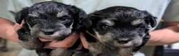 Miniature Schnauzer dogs for sale: Bert - Ad 5