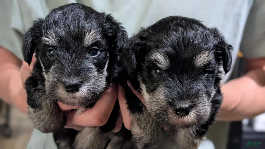 Miniature Schnauzer dogs for sale: Bert - Ad 5