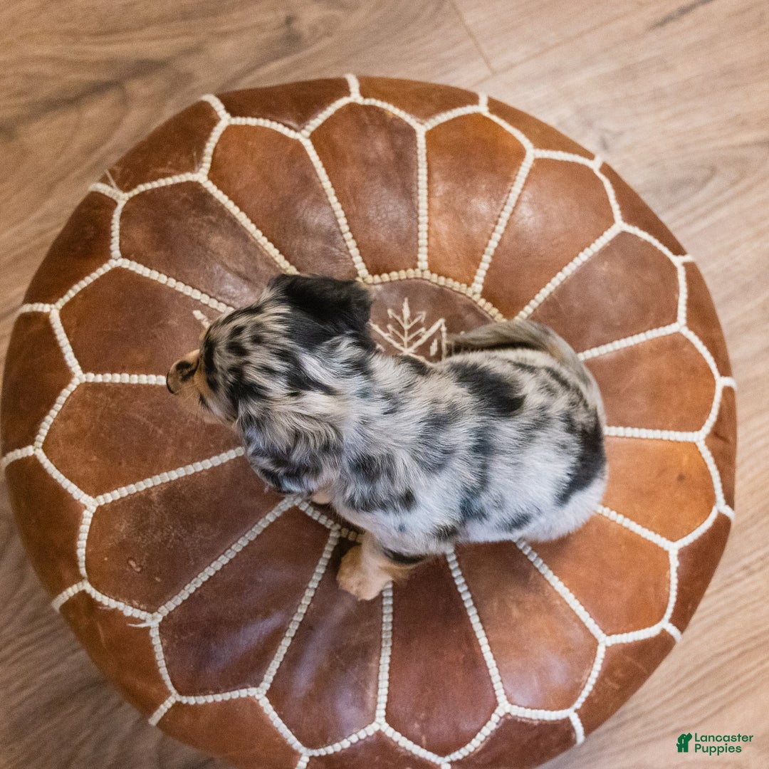 Miniature Dachshund dogs for sale: Max - Ad 11